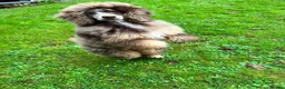 Miniature Poodle dogs for stud: Brown Phantom Merle Mini Poodle health tested in Stockton-on-Tees - Advert 4