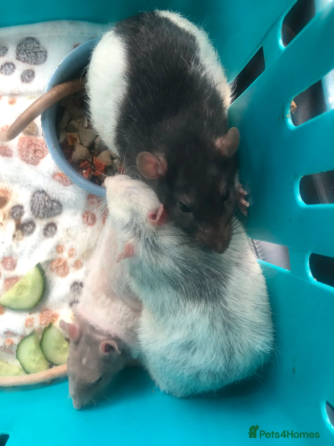Rat rodents for sale: 3 Male Rats looking for their forever home in New Milton - Advert 1