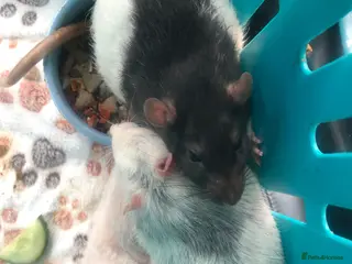 Rat rodents 3 Male Rats looking for their forever home - Advert 9