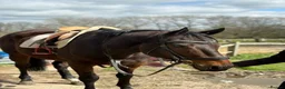 Irish Thoroughbred horses for sale: Super safe teenager dream horse  - Advert 36