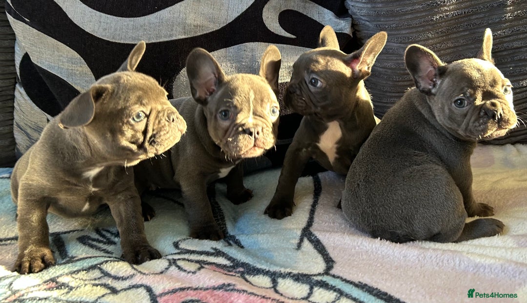 French Bulldog dogs for sale: 4 Solid Blue French Bulldog Girls - Advert 9