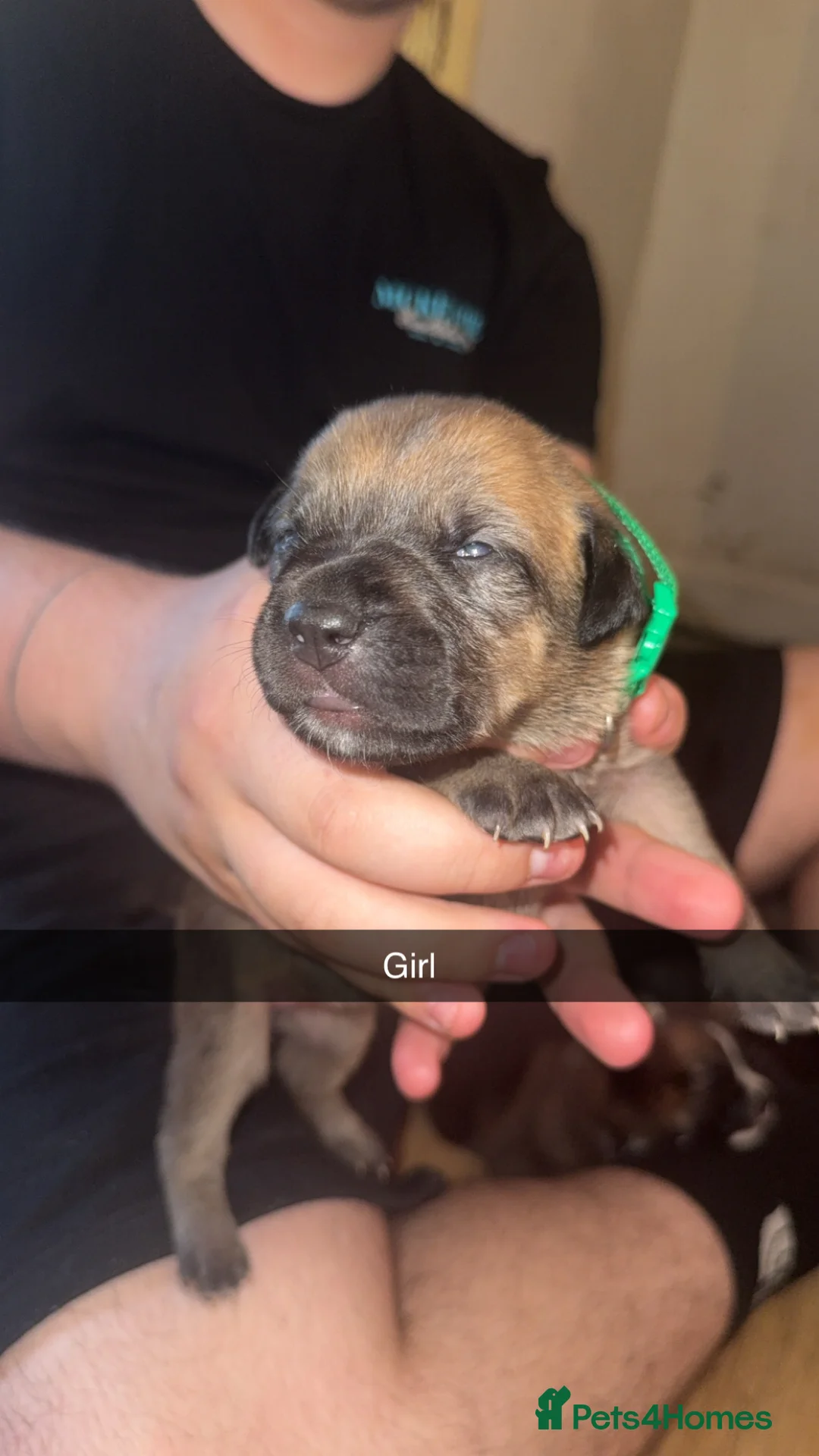 Mixed Breed dogs for sale: Doge de Bordeaux cross in Swaffham - Advert 2