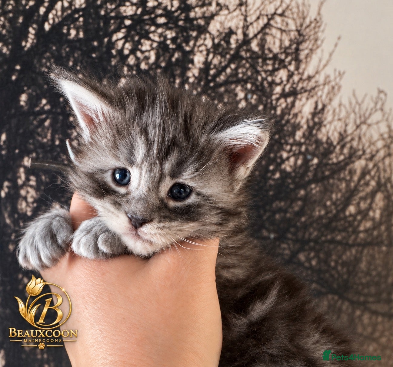 Maine Coon cats Tica registered Adorable Mainecoon Kittens - Advert 8