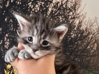 Maine Coon cats Tica registered Adorable Mainecoon Kittens - Advert 8