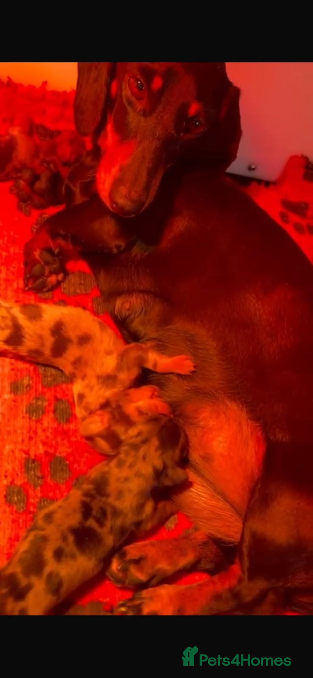 Miniature Dachshund dogs for sale: OUTSTANDING TRUE TO TYPE SMOOTH MINI DACHSHUNDS  - Image 7
