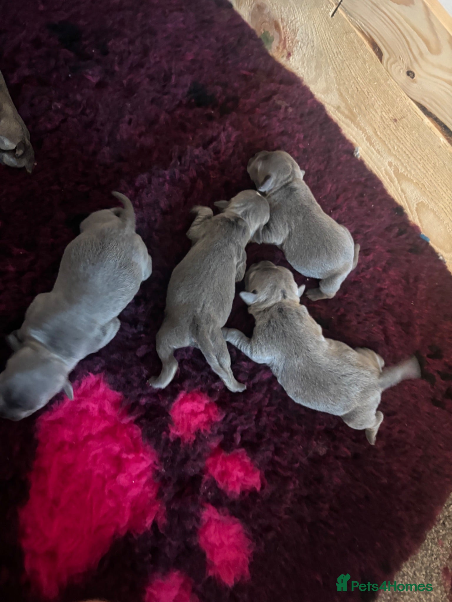 Staffordshire Bull Terrier dogs Blue quality staffy pups. - Advert 6