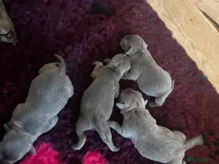 Staffordshire Bull Terrier dogs Blue quality staffy pups. - Advert 8
