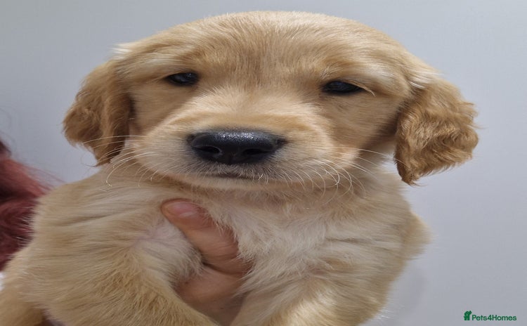 Golden Retriever dogs in Oxted - Advert 2