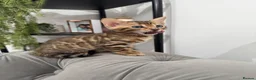 Bengal cats for sale: 💕Rosetted bengal kittens 💕 - Advert 17