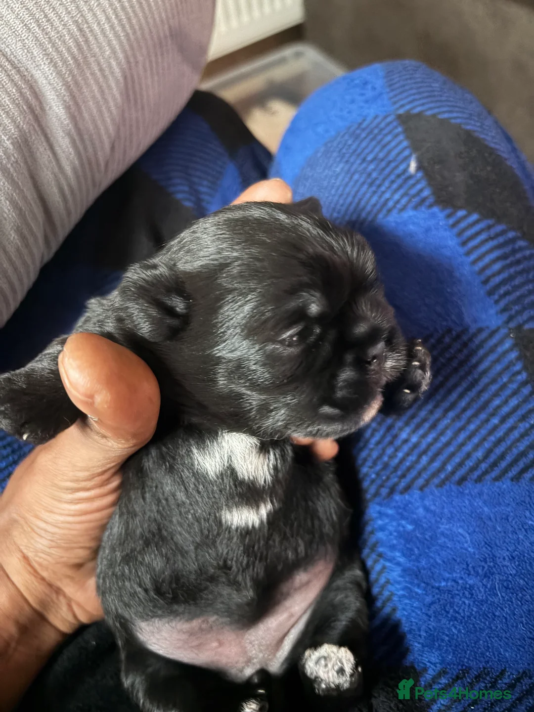 Mixed Breed dogs for sale: Brussel Griffin Shih Tzu mix in Croydon - Advert 2