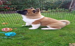 Akita dogs for sale: Beautiful KC registered Akitas  - Image 19