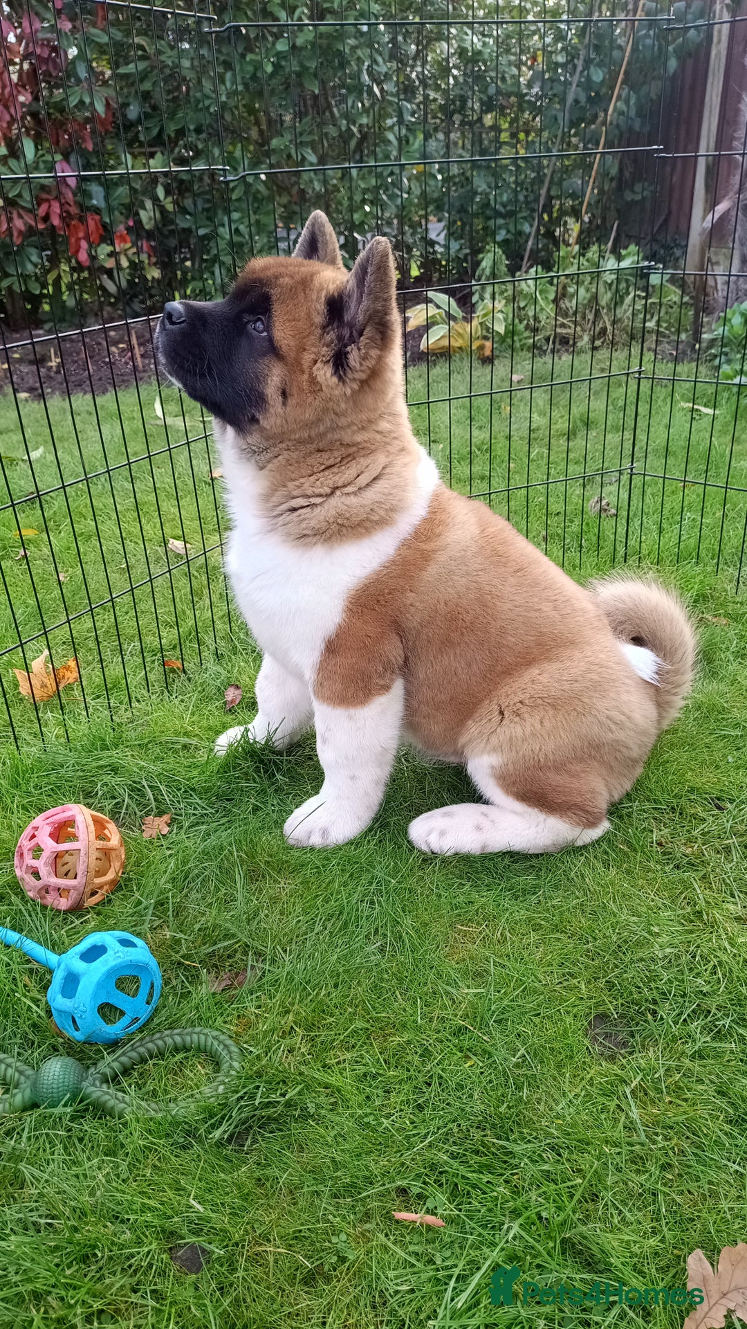 Akita dogs for sale: Beautiful KC registered Akitas  - Image 19