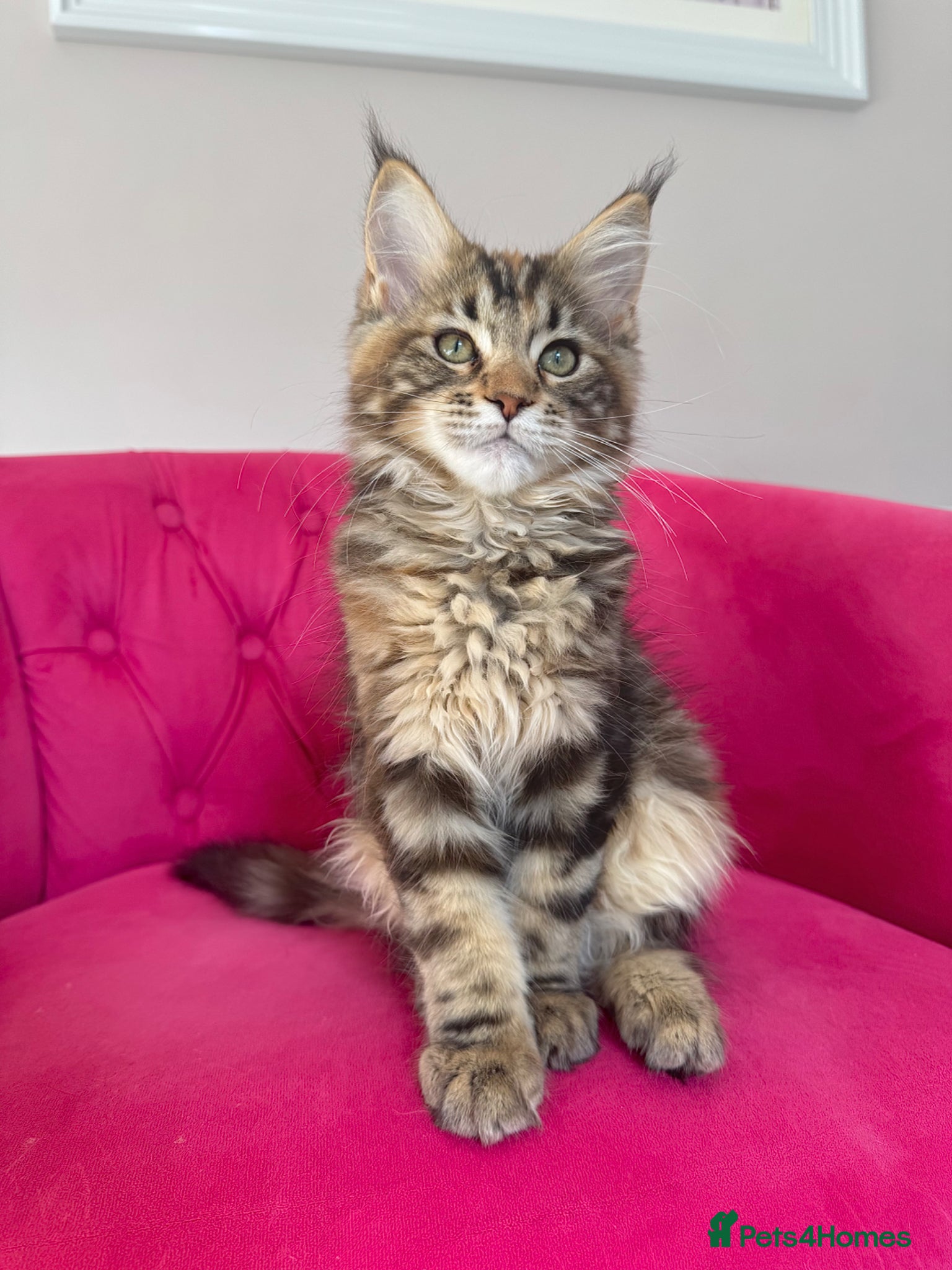 Maine Coon cats Maine Coon Kittens 🏆 20+ gen 🧬 Full Pedigree - Advert 1