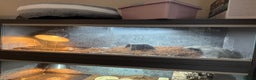 Turtle reptiles for sale: Box Turtle  - Advert 4