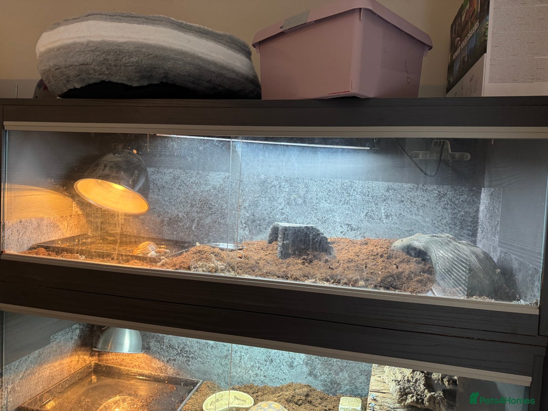 Turtle reptiles for sale: Box Turtle  - Advert 4