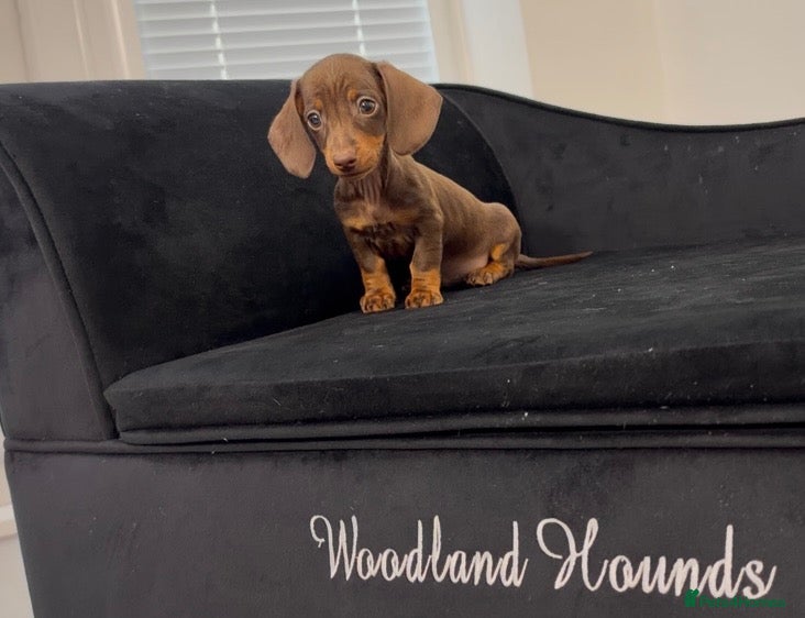 Miniature Dachshund dogs Ready now. 1 little girl left. KC mini dachshunds - Advert 2