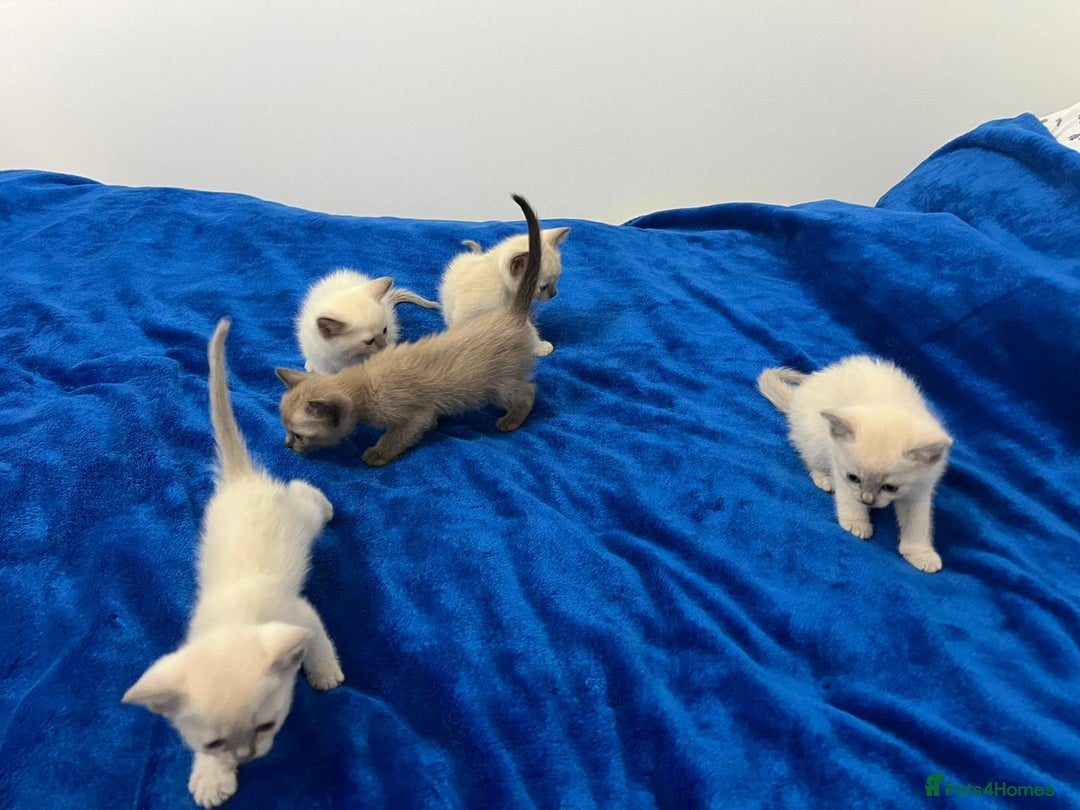 Mixed Breed cats for sale: Lovely Tonkinese(Burmese/Siamese) - Advert 12