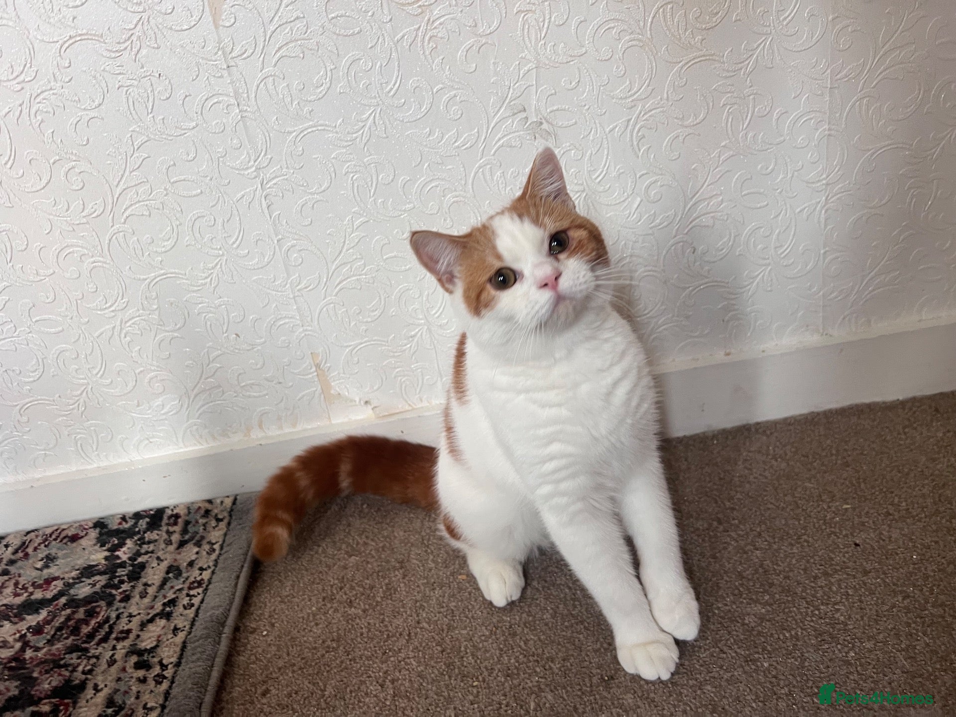 Scottish Fold cats  fluffy Scottish fold straight ears male  - Advert 2