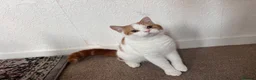 Scottish Fold cats for sale:  fluffy Scottish fold straight ears male  - Advert 1