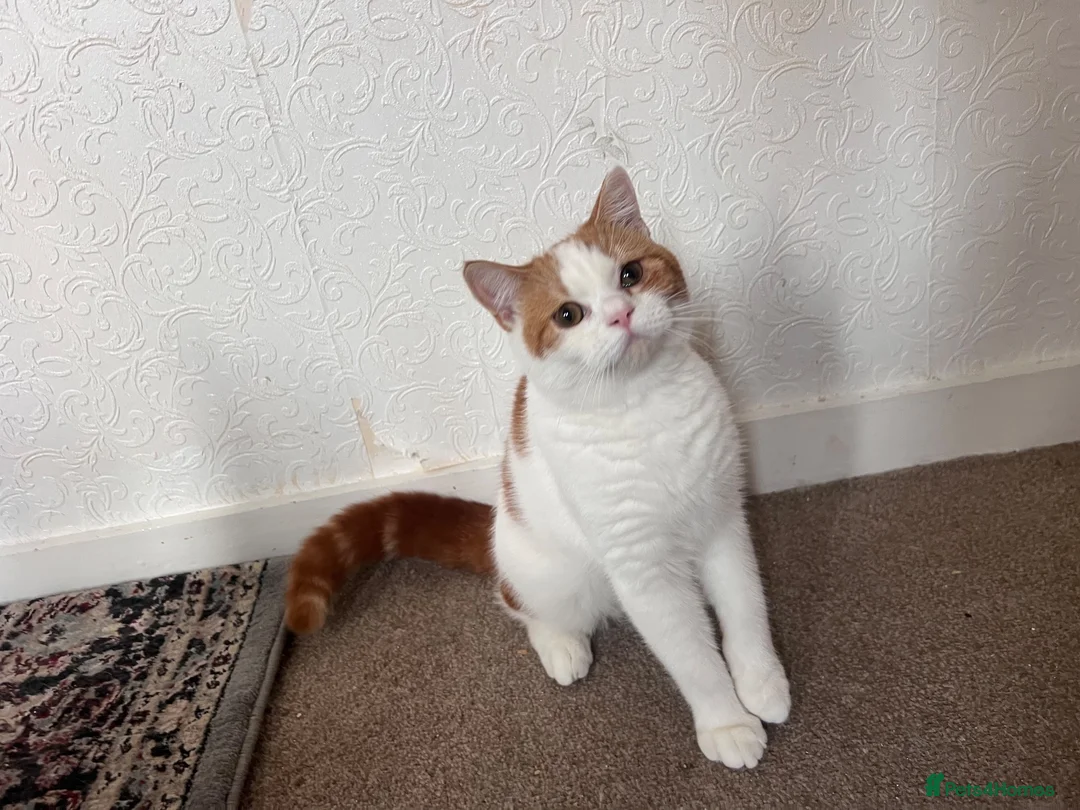 Scottish Fold cats for sale:  fluffy Scottish fold straight ears male  - Advert 1