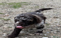 Cockapoo dogs for sale: Chocolate  merle  - Image 6