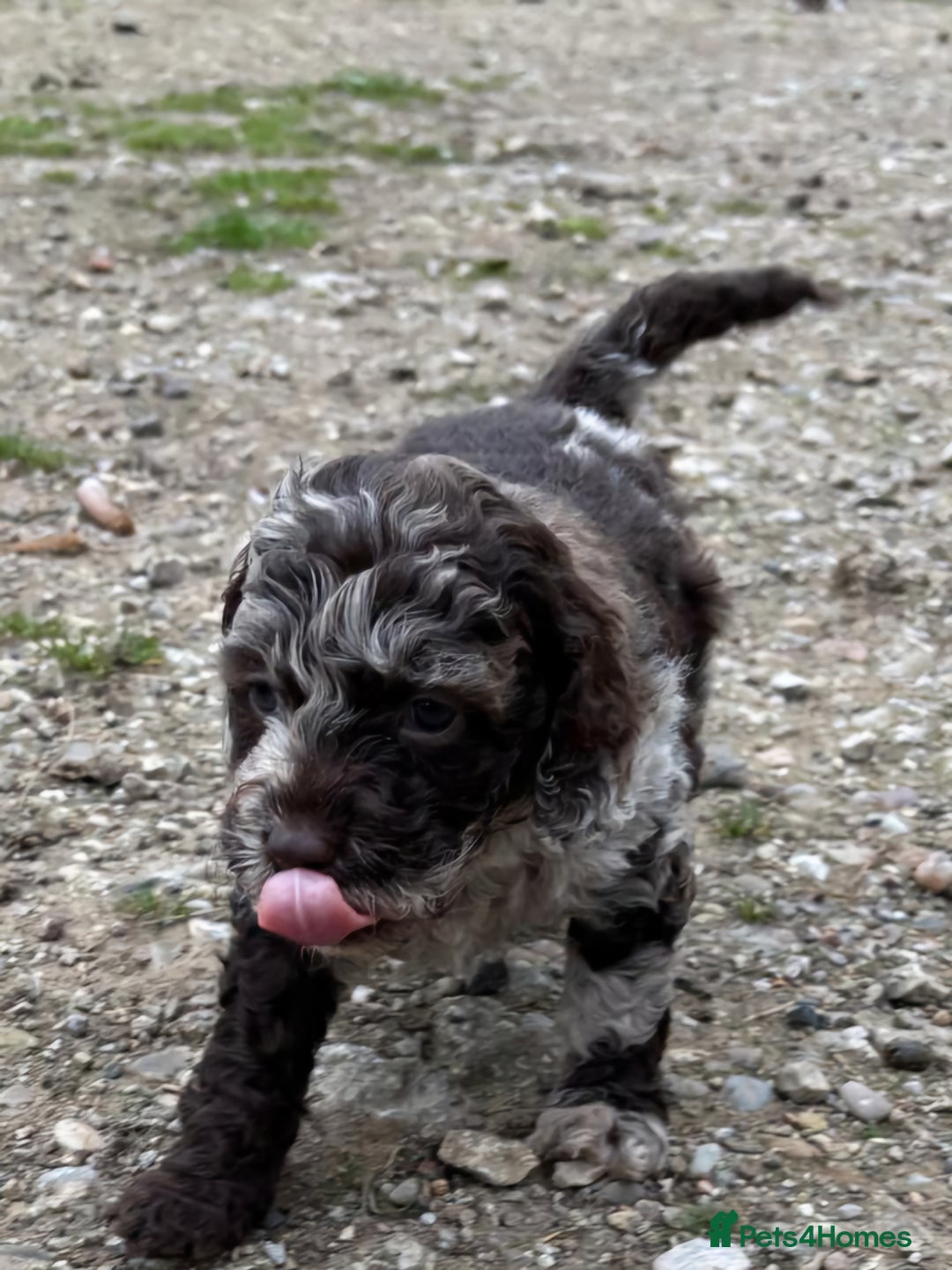 Cockapoo dogs for sale: Chocolate  merle  - Image 6