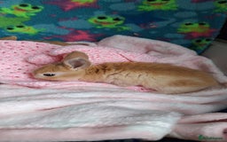 Mixed Breed rabbits for sale: Baby rabbits for sale  - Image 4