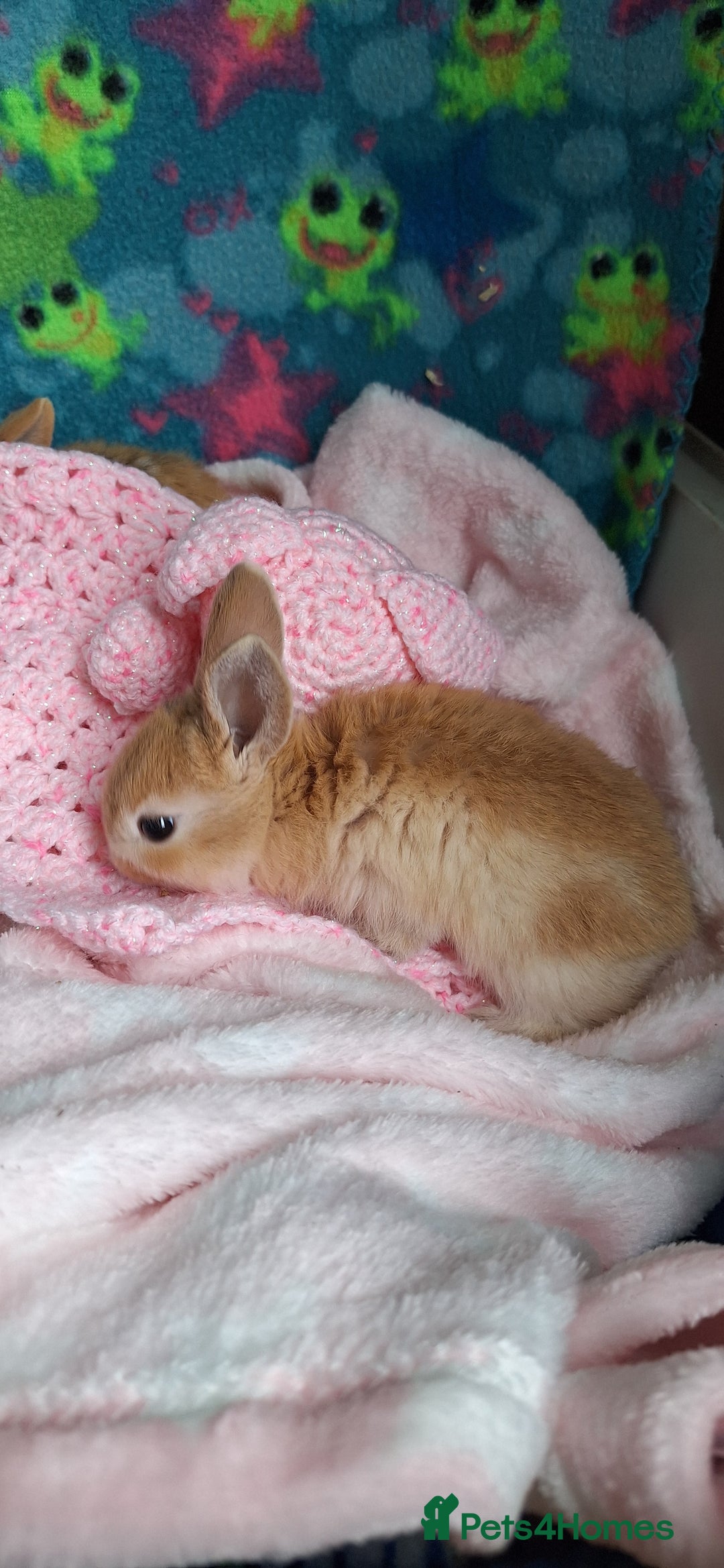 Mixed Breed rabbits for sale: Baby rabbits for sale  - Image 4