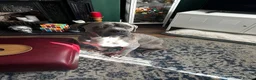 Mixed Breed dogs for sale: Cane Corso x Mixed Mastiff Puppies in Hull - Advert 4