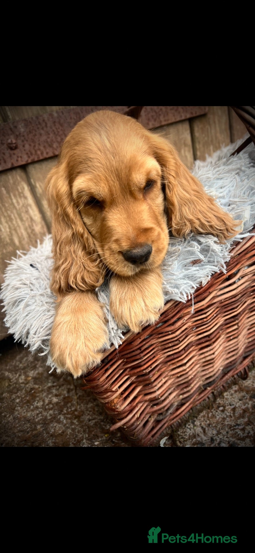 Cocker Spaniel dogs READY TO GO !! Only 2 boys left  - Advert 1
