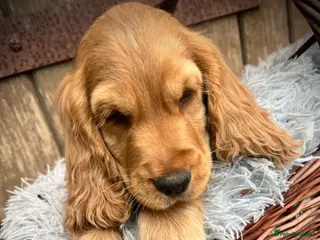 Cocker Spaniel dogs READY TO GO !! Only 2 boys left - Advert 1