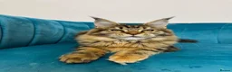 Maine Coon cats for sale: TICA Pedigree Registered Maine Coon Kittens - Advert 1