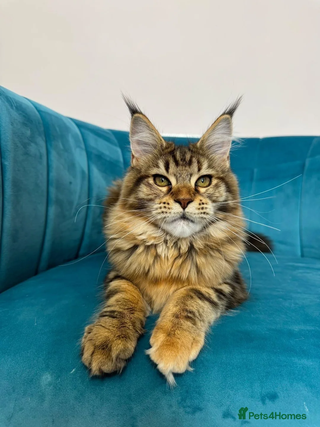 Maine Coon cats for sale: TICA Pedigree Registered Maine Coon Kittens - Advert 1