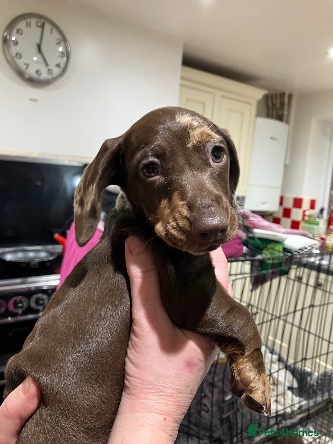 Miniature Dachshund dogs for sale: Miniature Choc Dapple Female Dachshund  - Advert 3