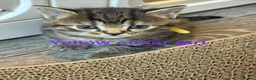 British Shorthair cats for sale: 4 British short hair kittens  - Advert 28