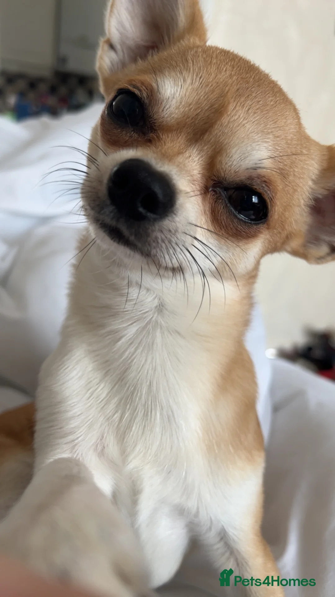 Chihuahua dogs for stud: Chihuahua dog for stud in Frome - Advert 7