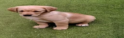 Goldador dogs for sale: Goldador puppies - Advert 26