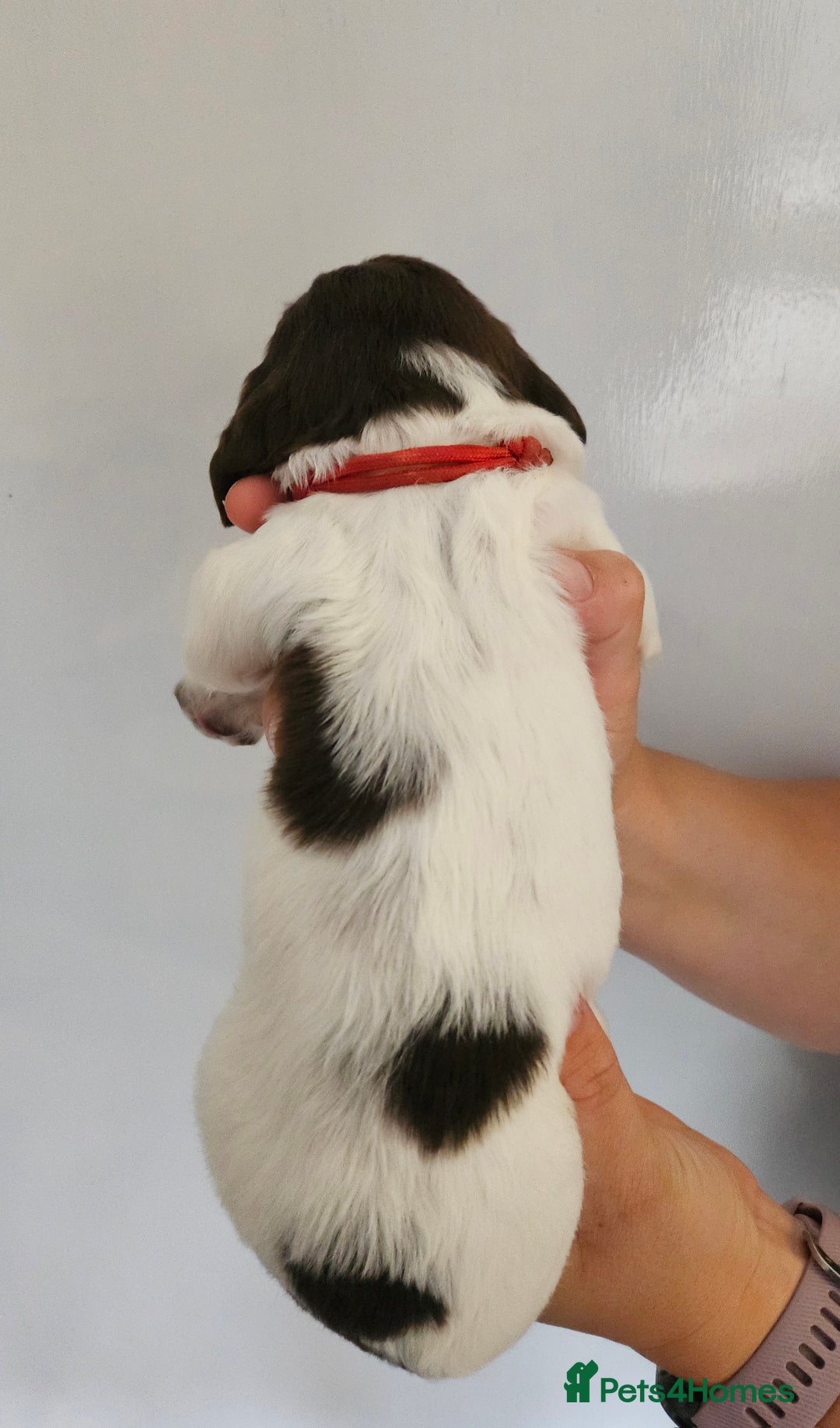 English Springer Spaniel dogs for sale: English Springer Spaniels Puppies 🐾 - Image 15