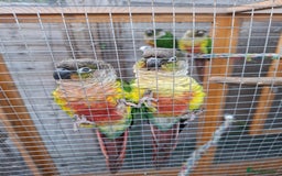 Budgerigars birds for sale: Take in / RESCUE any unwanted Birds/parrots - Image 7