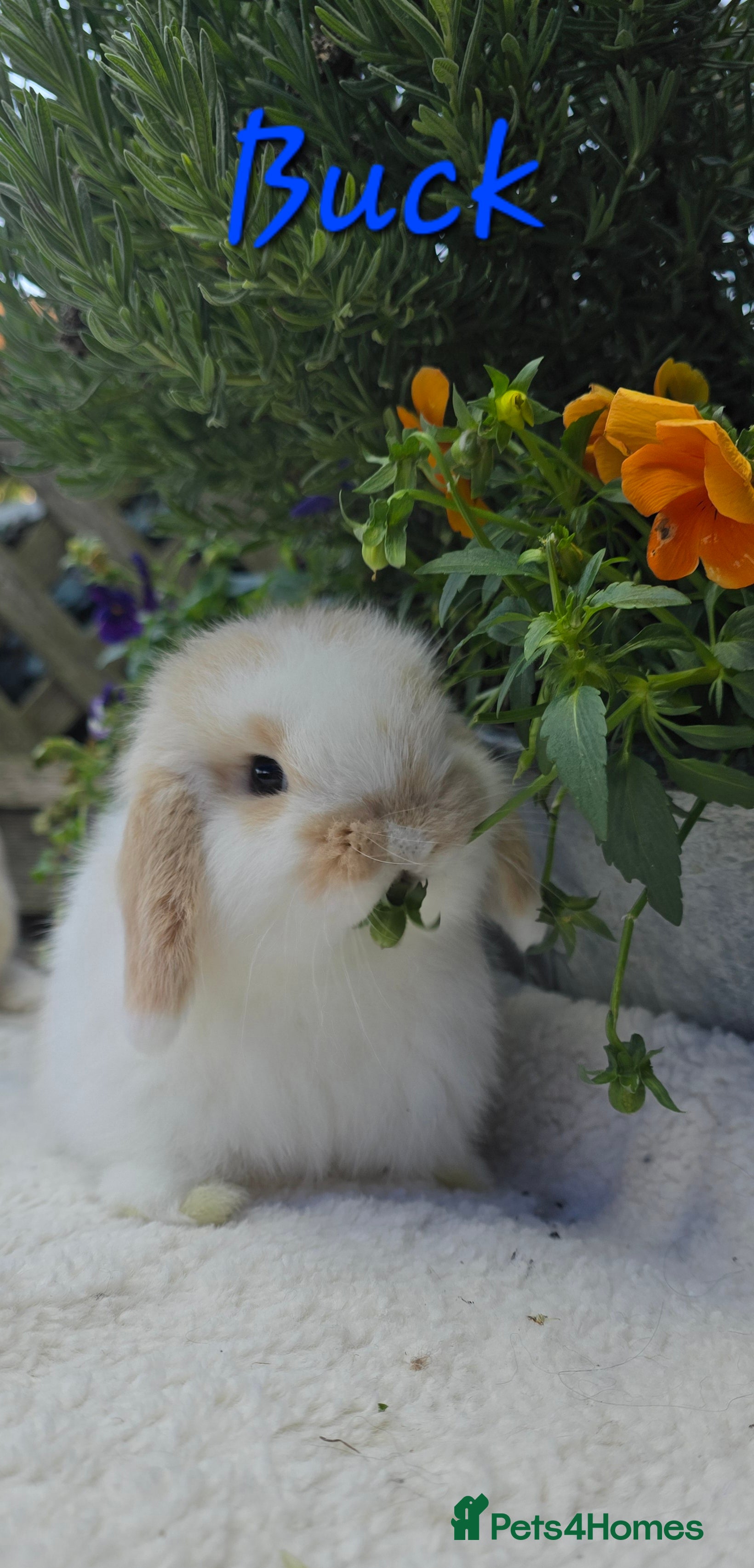 Mini Lop rabbits Beautiful mini lops girls and boys - Advert 4