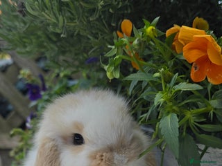 Mini Lop rabbits Beautiful mini lops girls and boys - Advert 4