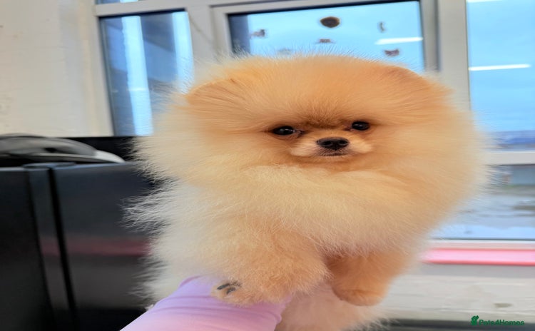 Pomeranian dogs - Advert 2