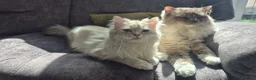 Ragdoll cats for sale: 3 Beautiful Ragdoll Kittens - Advert 3