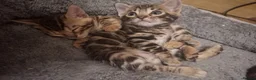 Bengal cats for sale: Stunning Bengal Kittens  - Advert 3
