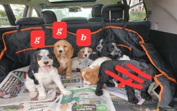 Cocker Spaniel dogs for sale: Cocker Spaniel puppies - Image 11