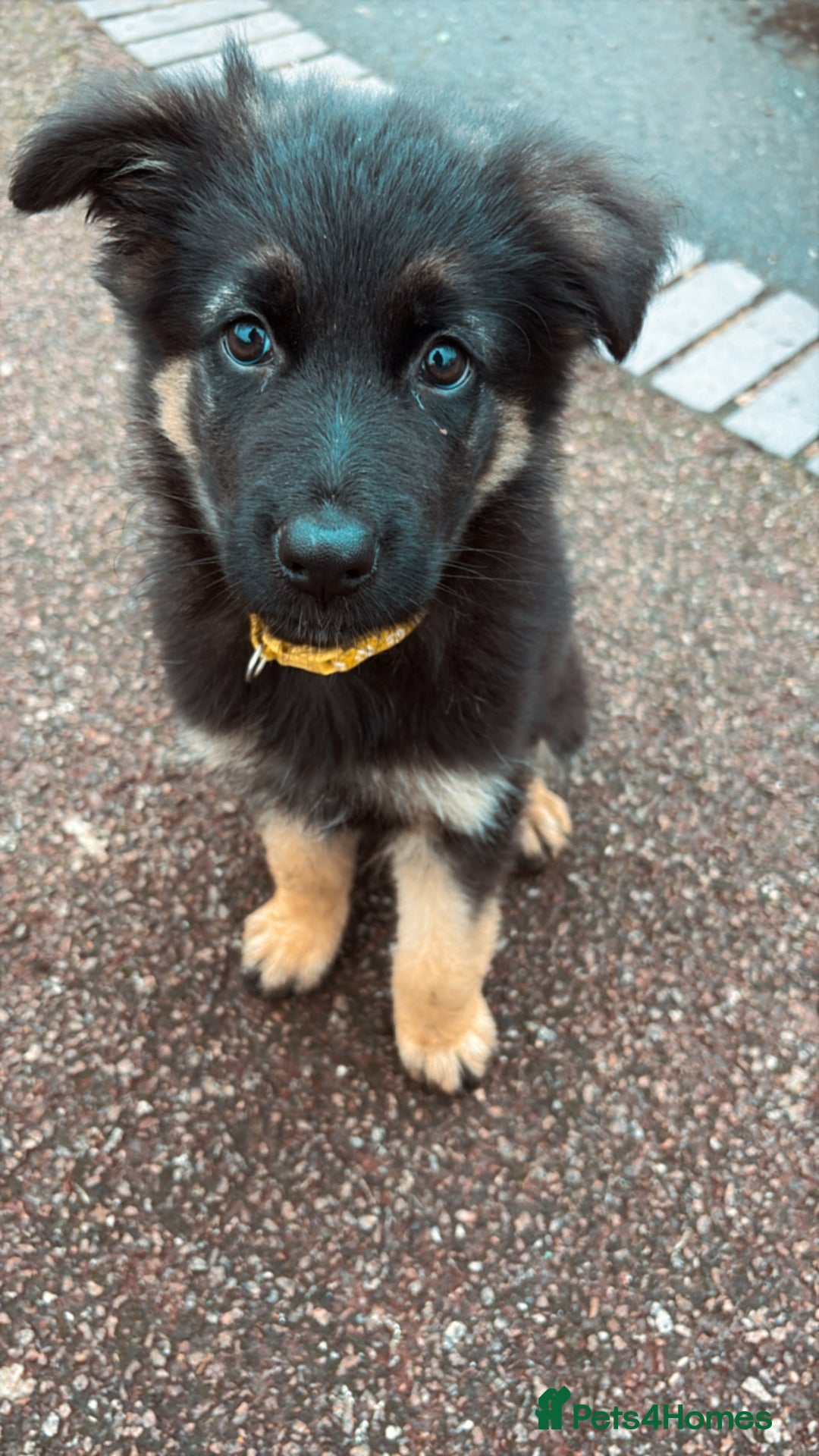 German Shepherd dogs for sale: German shepherd female  - Advert 14