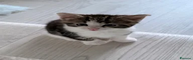 Tiges