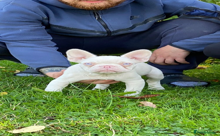 French Bulldog dogs - Advert 2