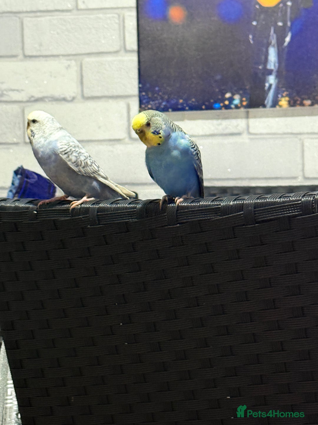 Canaries birds for sale: Canaries (Male & Female) with Cage and Toys l - Advert 2