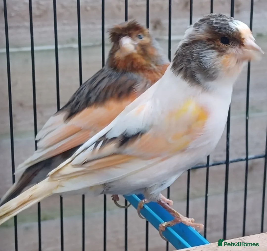 Canaries birds for sale: HARLEQUIN RED FACTOR PORTUGUESE CREASTED  - Advert 9